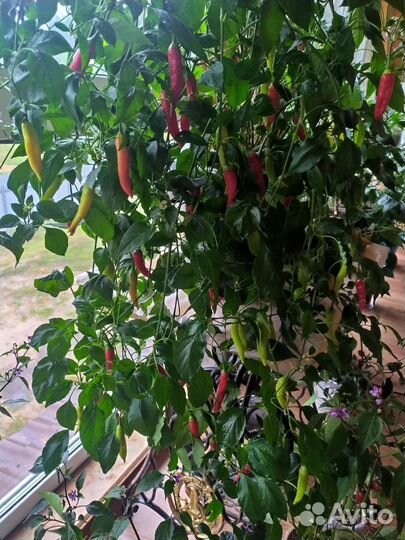 Многолетние перчики Чили в горшках.Замена цветам