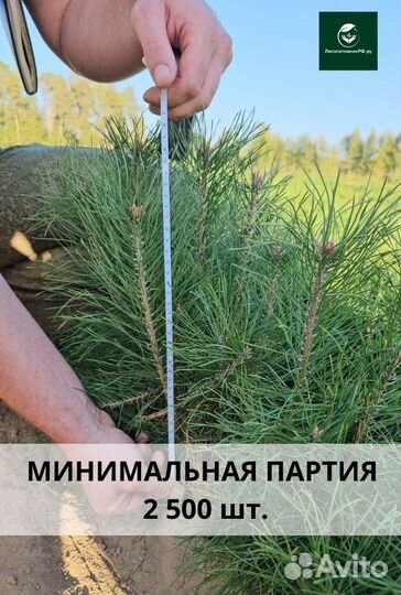 Саженцы сосны обыкновенной окс