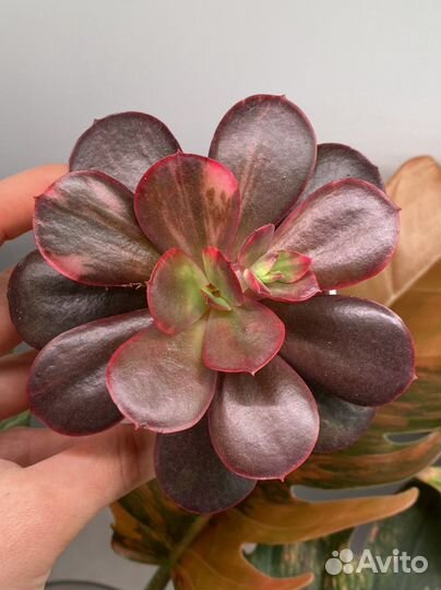 Суккуленты вариегатные, домашние