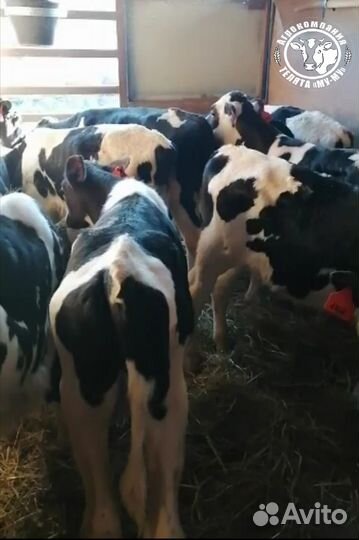 Телята бычки