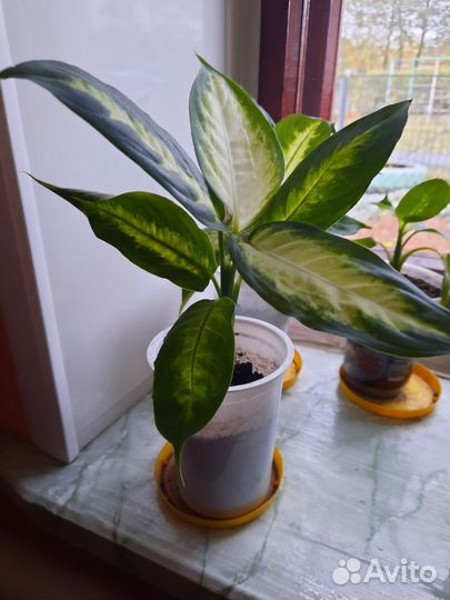 Диффенбахия