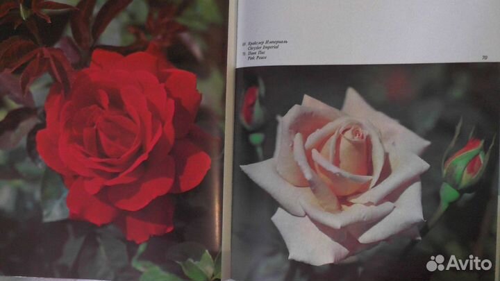 Розарий Альбом