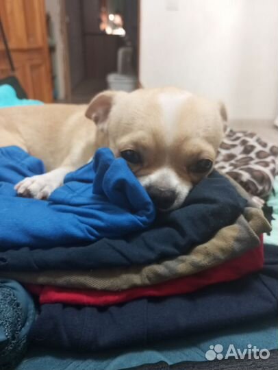 Вязка кобель чихуахуа