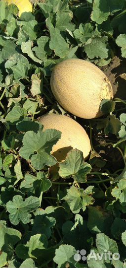 Дыня,голден
