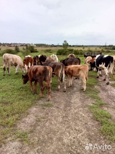 Коровы-Тёлки