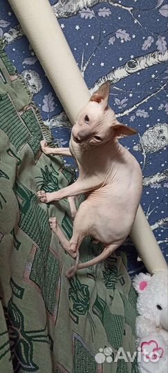 Вязка донской сфинкс