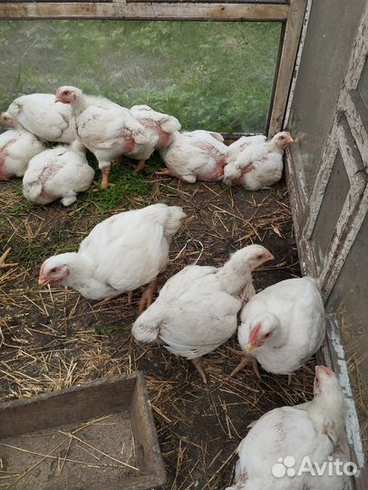 Куры бройлеры