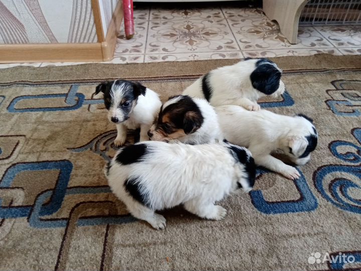 Жёстко шерстный фокстерьер