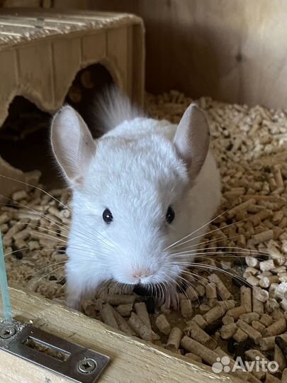 Шиншилла девочка