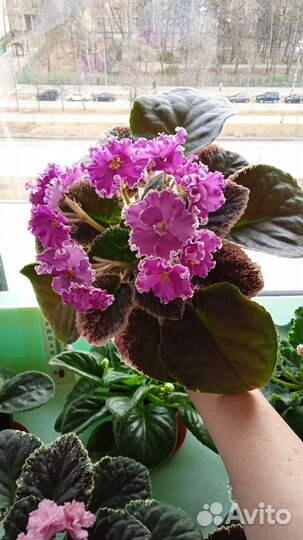 Фиалка Королевич Елисей цветущая