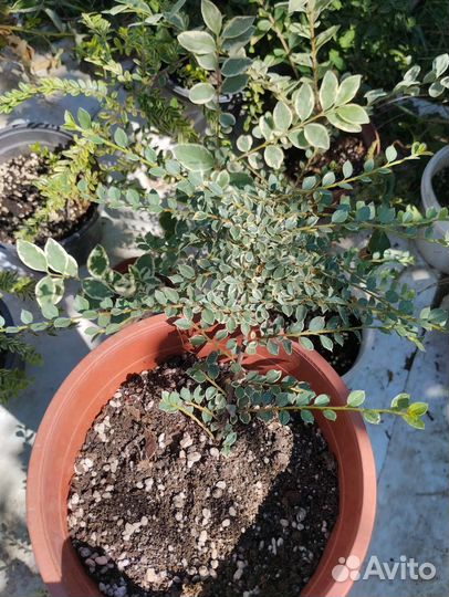 Садовые многолетники растения кустарники