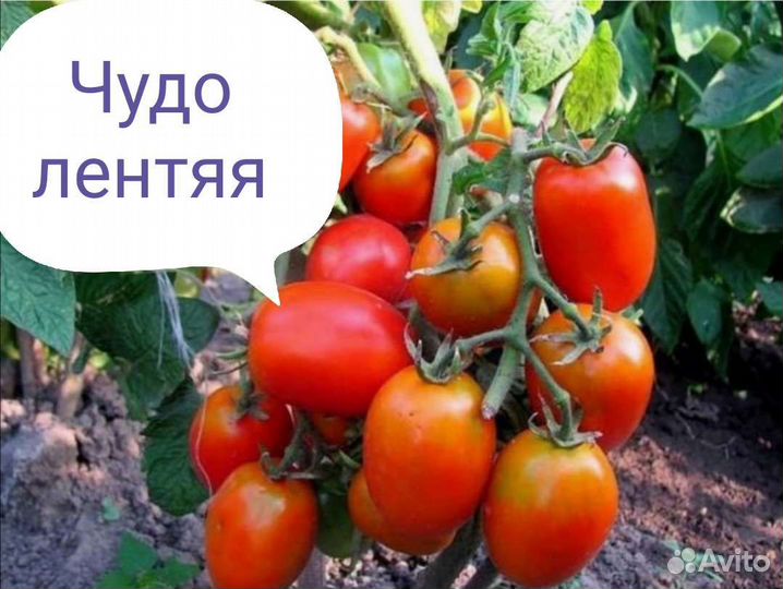 Семена томатов для начинающих дачников