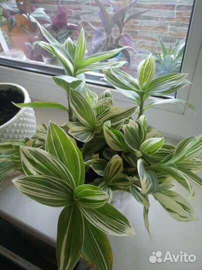 Традесканция зебрина, нанук, сеткреазия,рэо