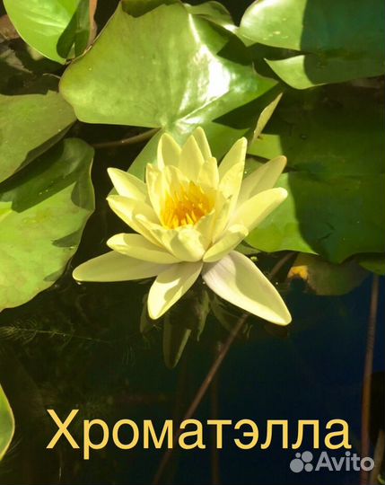 Нимфеи для пруда