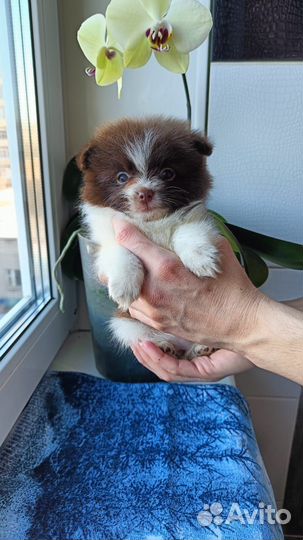 Померанский шпиц