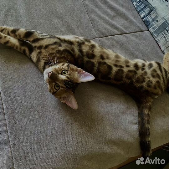 Передержка котов/кошек