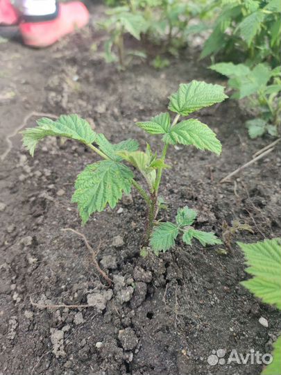 Ремонтантная малина отростки