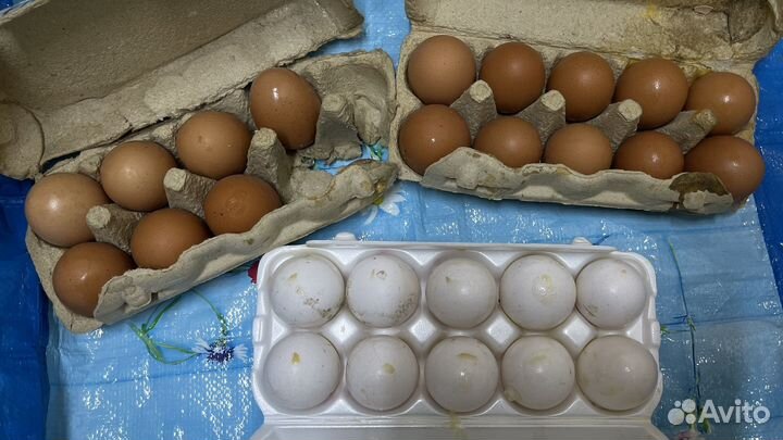 Яйца куриные