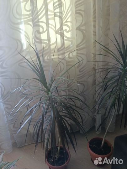 Комнатные растения цветы