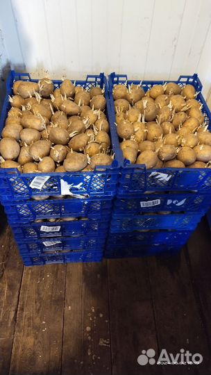 Семенной картофель