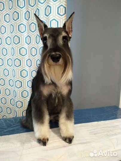 Стрижка собак и кошек, уз чистка зубов