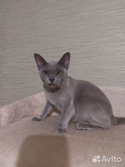 Бурманская