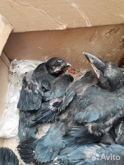 Продам молодых воронят