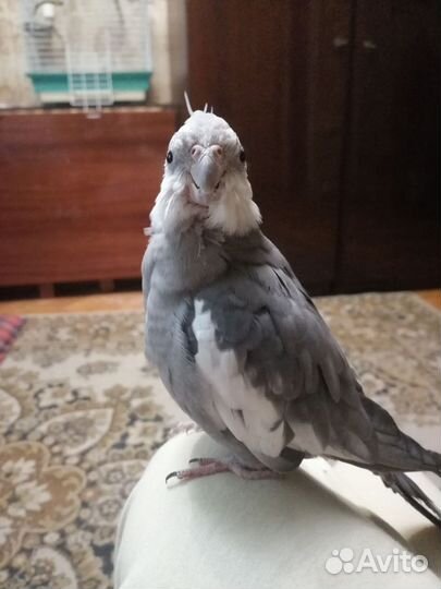 Ручной попугай корелла