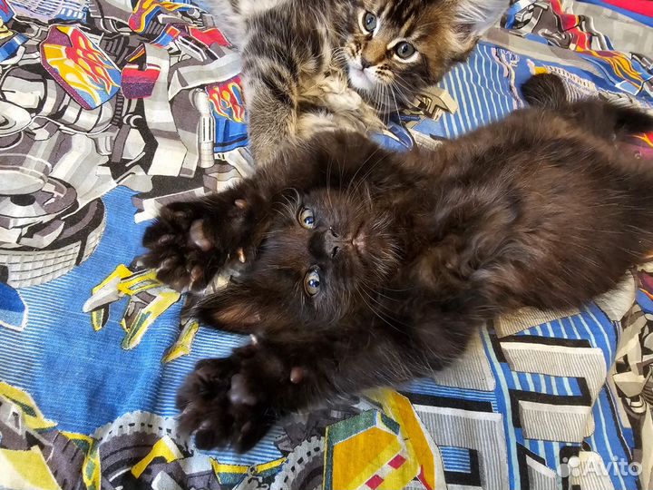 Котята мейн-кун