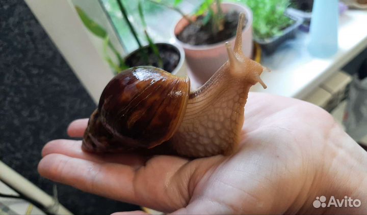 Улитки ахатины