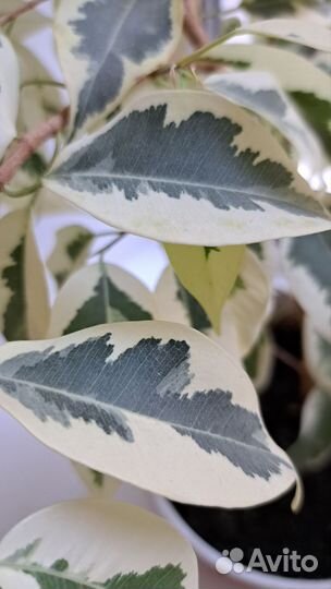 Фикус Де Гантель белый