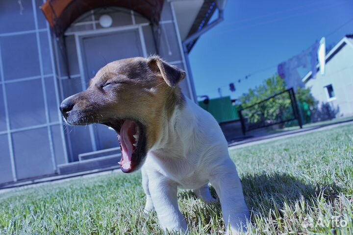 Щенки джек рассел терьер