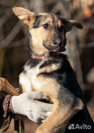 Щенок девочка Молли