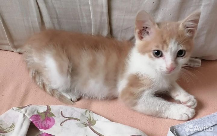 Милые, Очаровательные 2-вое Котяток - Малышей