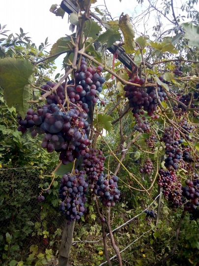 Дача 25 м² на участке 5 сот.