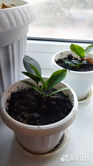 Замиокулькас саженцы