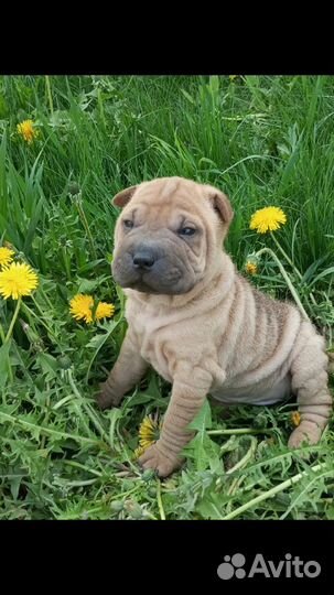 Собаки щенки шарпей