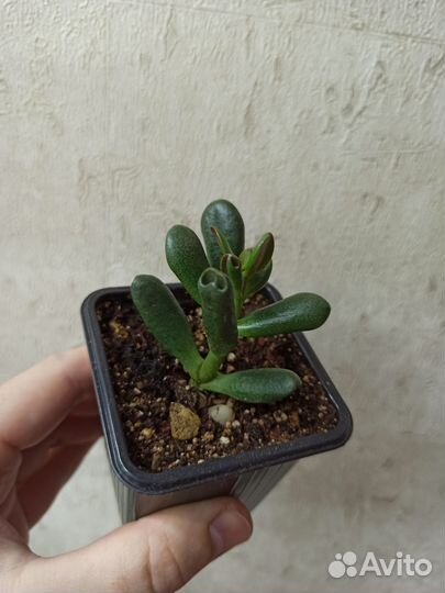Сортовые крассулы (толстянки)