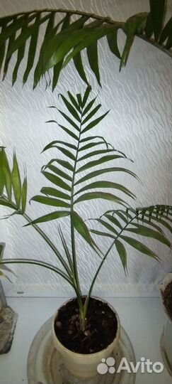 Хамедорея пальма