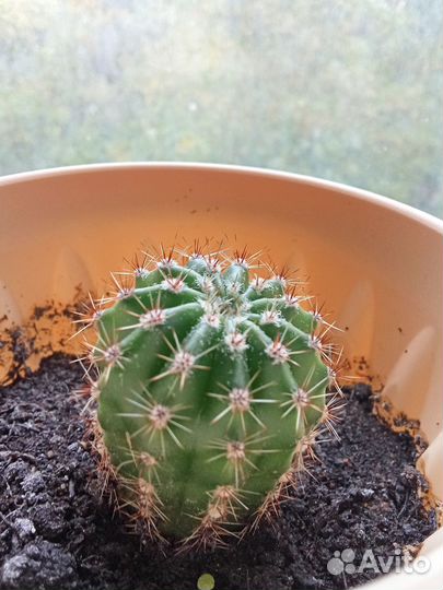 Кактус Echinopsis eyriesii Эхинопсис Эрье
