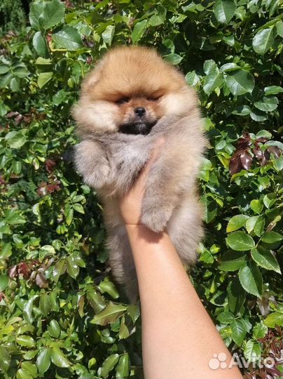 Рыжий топтыжка Померанский шпиц