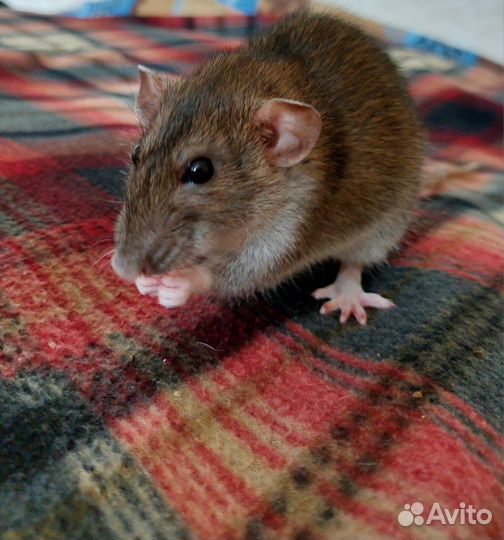 Ручные крысы бесплатно с клеткой