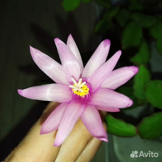 Рипсалидопсис Пасхальник Пасхальный кактус Хатиора