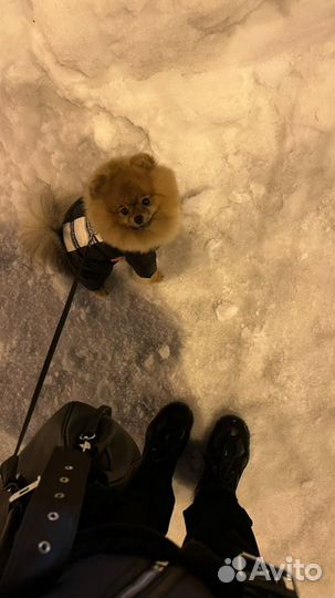 Ищем невесту Померанский шпиц вязка кобель