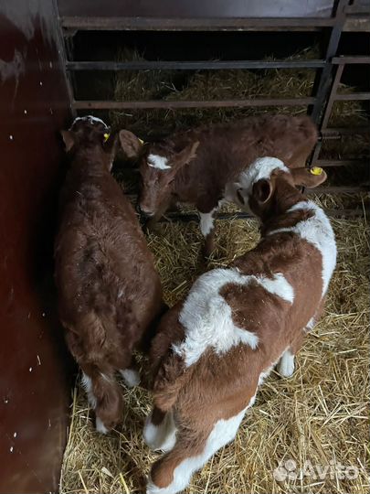 О Телята бычки и тёлки