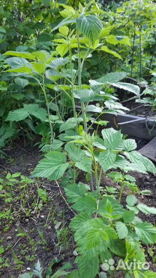 Саженцы ремонтантной малины