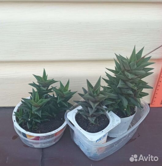 Комнатные цветы