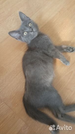 Котёнок мальчик