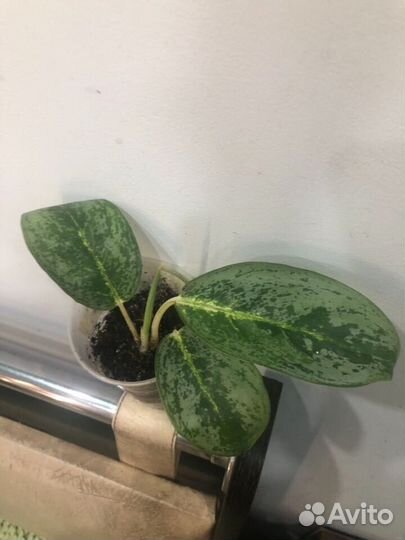 Аглаонемы,домашние,отличная корневая