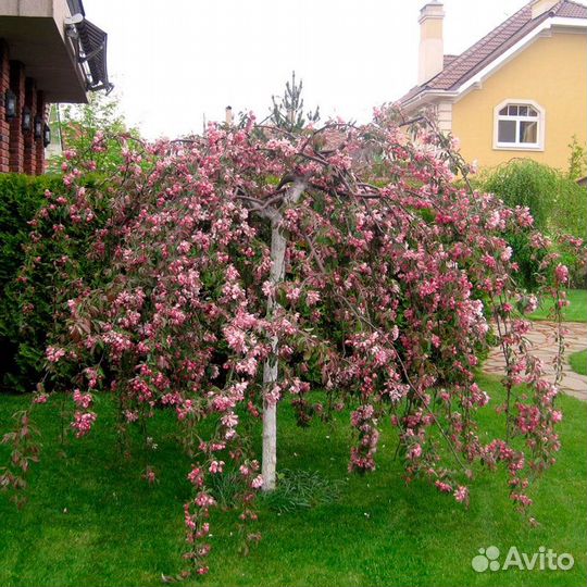 Растения на штамбе